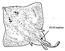 Amblyraja hyperborea_01.jpg